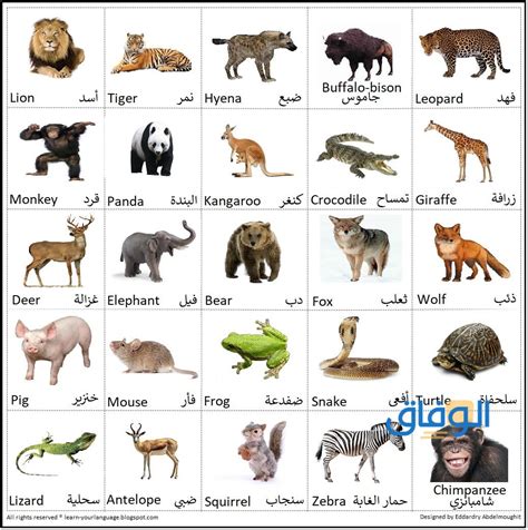 ما اسم الحيوانات التي تأكل اللحوم والنباتات